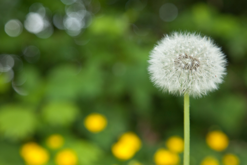 Fall Weed Control Tips for a Healthy and Beautiful Lawn