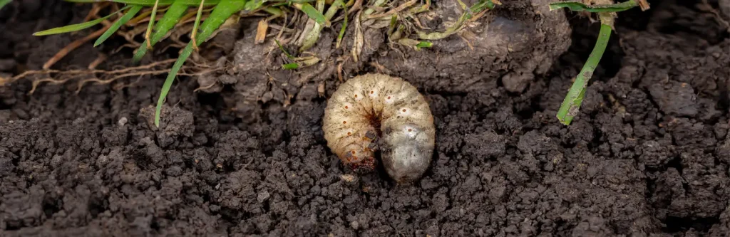 Common Lawn Pests in SC