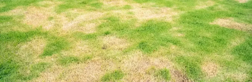 Common Lawn Diseases in South Carolina