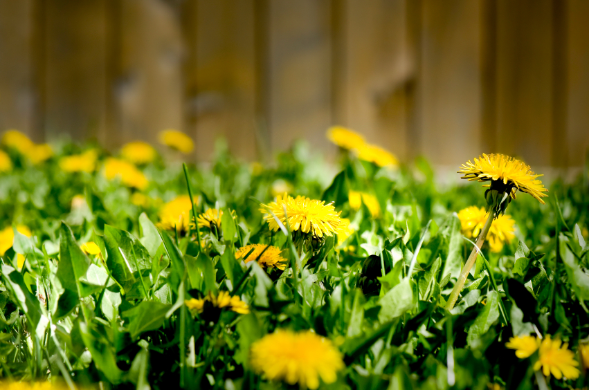 Weeds That Are Commonly Found in Charleston, SC