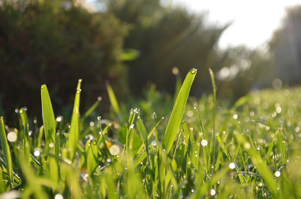 Turf Damaging Insects in South Carolina