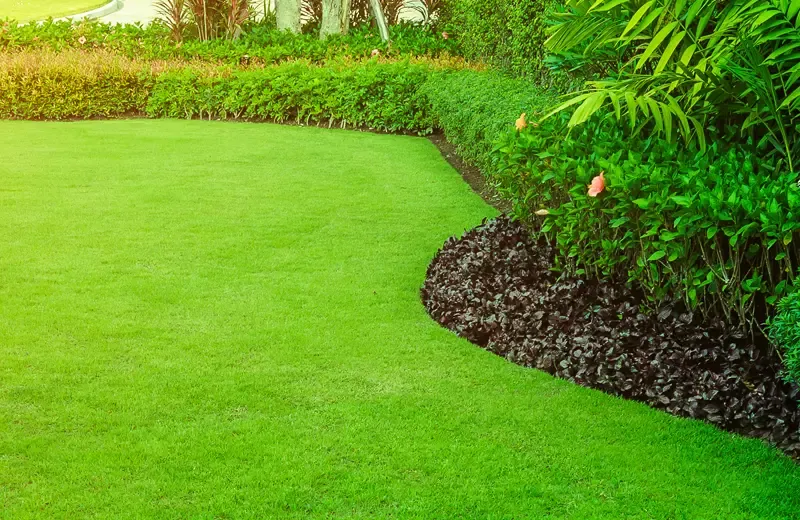 Healthy green lawn