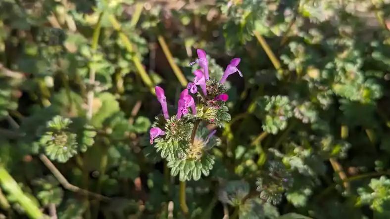 Henbit Deadnettle Plant Found in Charleston SC