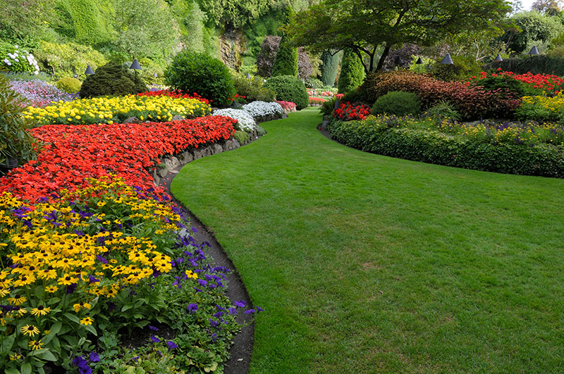 How Fertilizer Can Transform Your Summerville Lawn