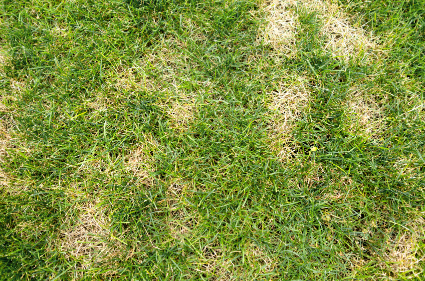 Spring Lawn Disease to Watch for This Spring in South Carolina