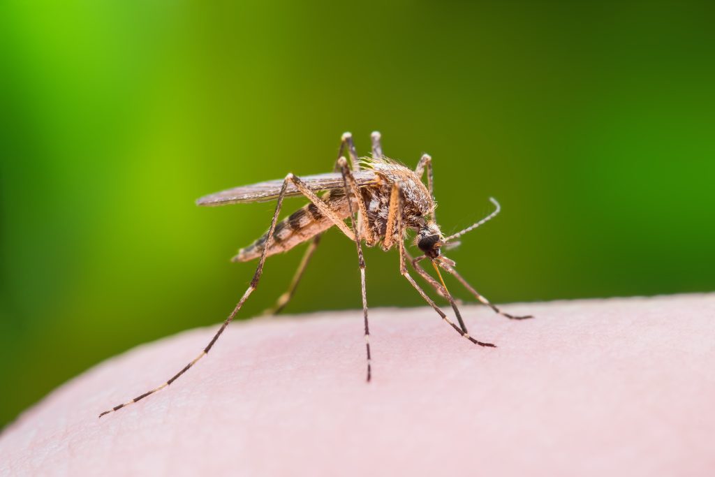 The Impact of Mosquitoes in Summerville, SC