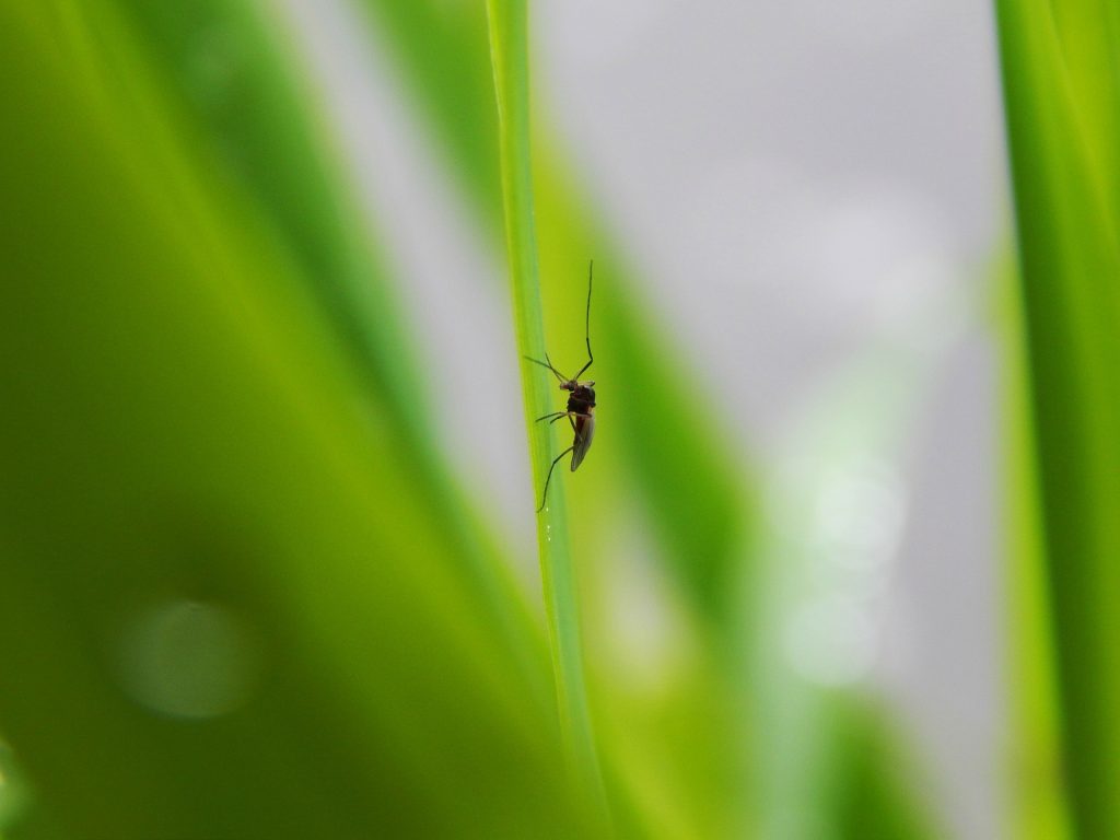 Mosquito-Borne Diseases are Prevalent in Summerville, SC
