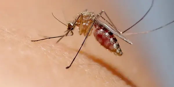 Mosquito Control