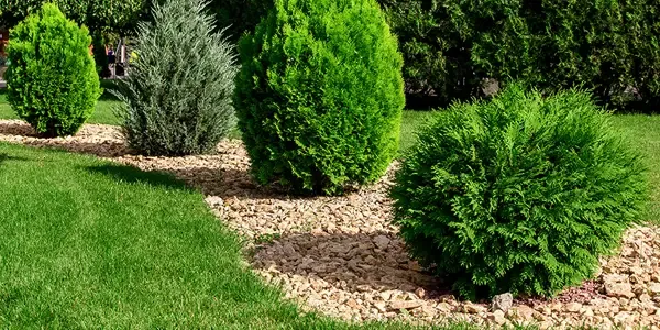 Tree and Shrub Care