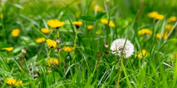 Weed Control